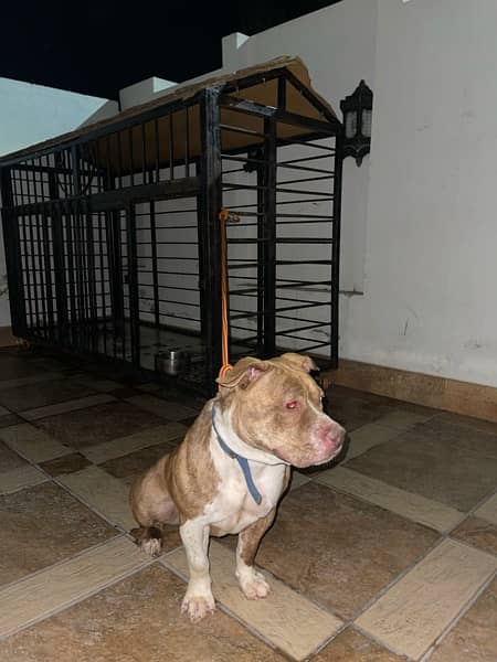 American pitbull pure breed female fully vaccinated 6