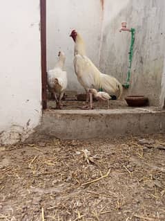 Heera Aseel pair with one Chick