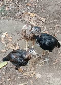 Supreme Quality Aseel chicks