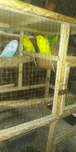 Australian parrot and love birds 4