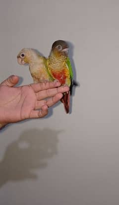 canore/handteamparrot/parrotchick/parrot03284477677\cage\ironcage