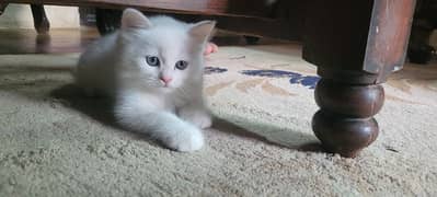Persian  kitten pair one odd and one yellow eyes