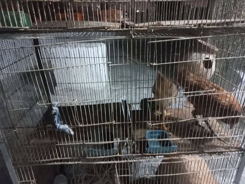 Birds 8 portion cage 2