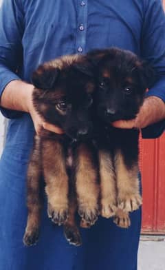 GSD puppy pair