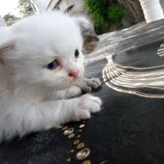 cute Persian kittens and breeder female