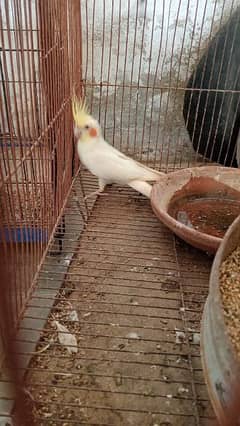 cocktail Male for sale location attock pindigheb