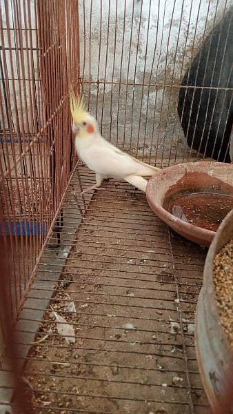 cocktail Male for sale location attock pindigheb 0