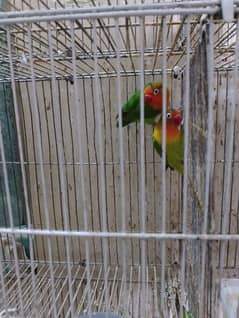 lutino breeder pair /green Fisher breeder pair 0