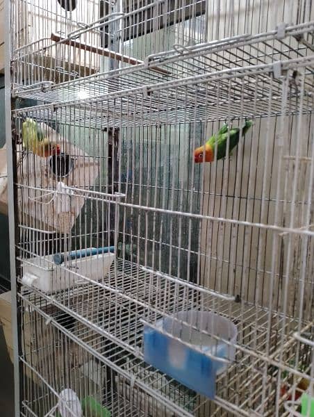 lutino breeder pair /green Fisher breeder pair 2