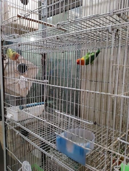 lutino breeder pair /green Fisher breeder pair 3