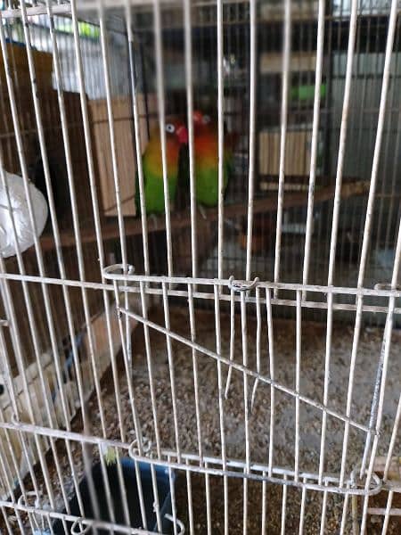 lutino breeder pair /green Fisher breeder pair 7