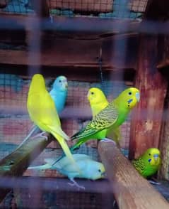 King Size Breeder Pairs Ready for the Breed, Buy Now for 199/bird Only