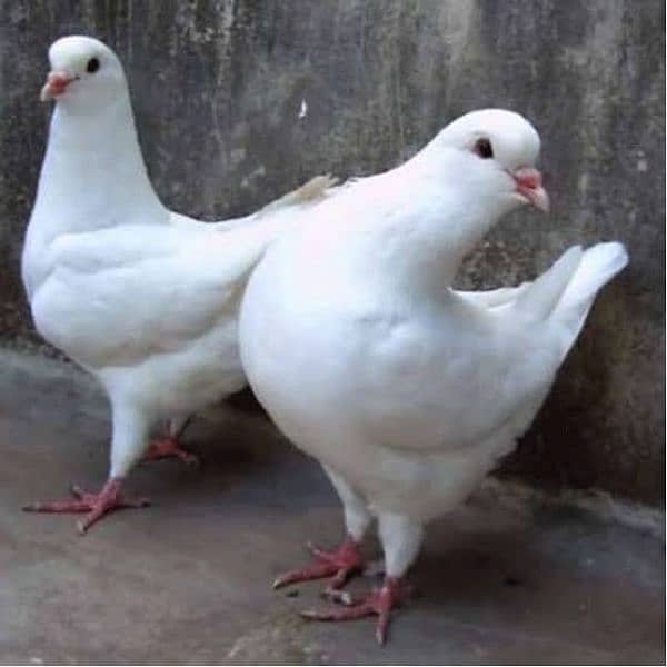 white king pigeon 0