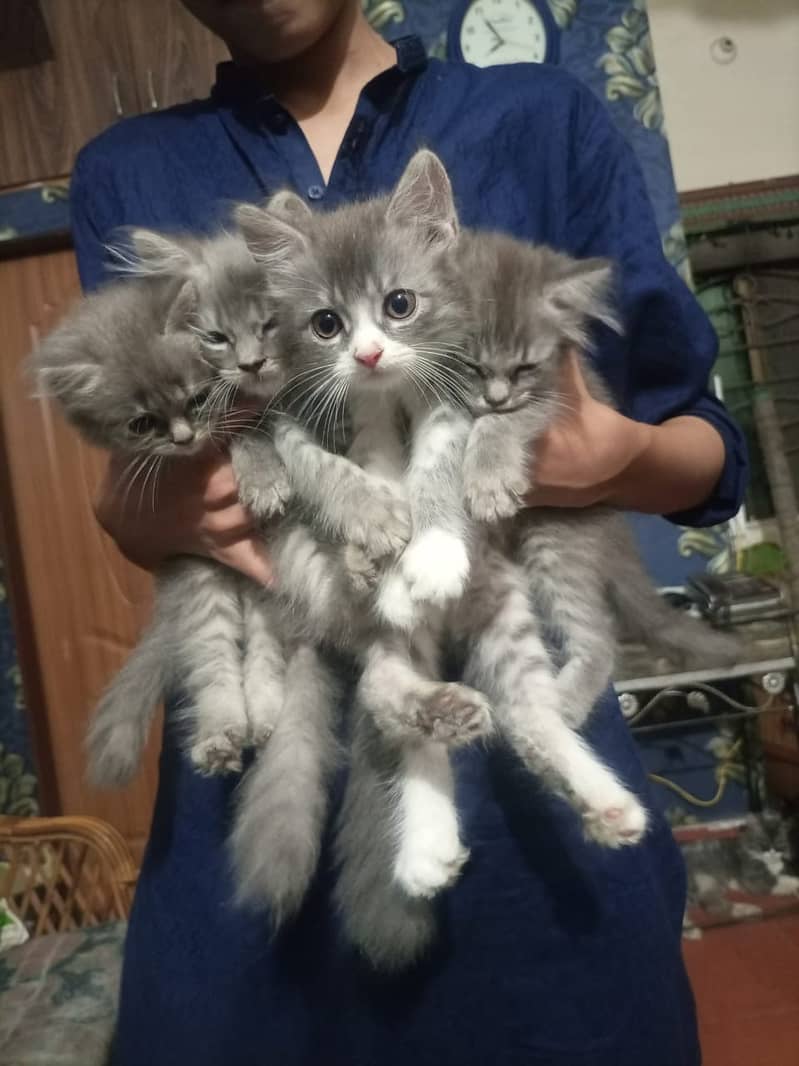 Persian kittens 0