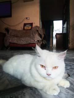 12 months persian cat