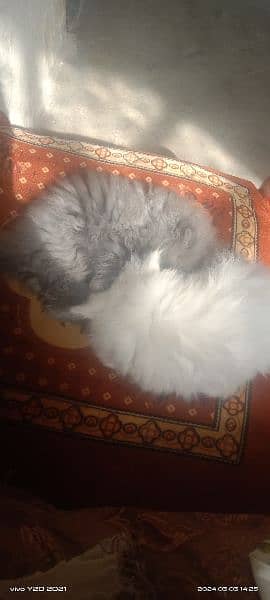 persian cats 1