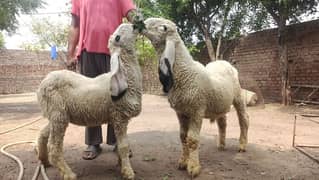Kajla sheep Male and female