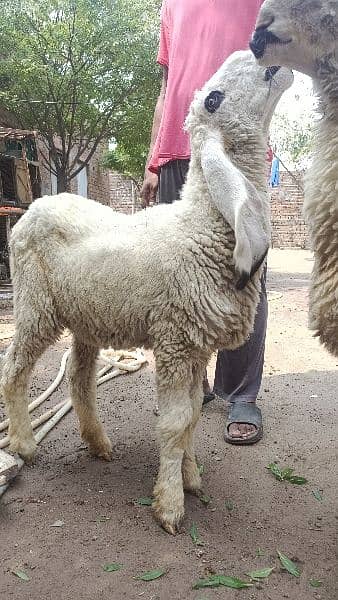 Kajla sheep Male and female 1