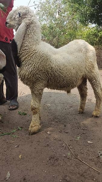 Kajla sheep Male and female 2