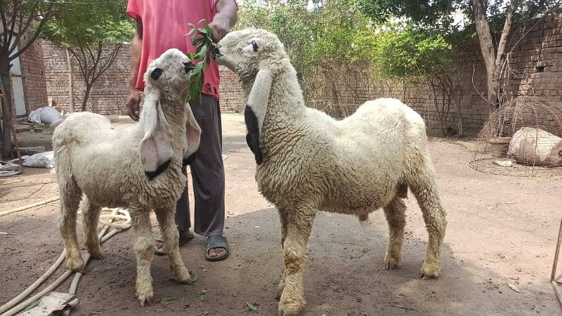 Kajla sheep Male and female 3