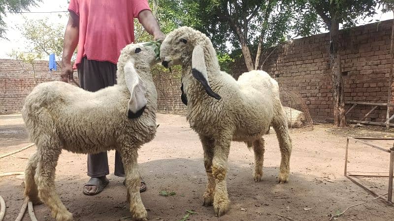 Kajla sheep Male and female 4