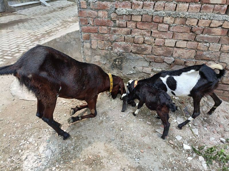 Betal / Goat / Bakri / Tedi / Goat pair / bakry / for sale 0