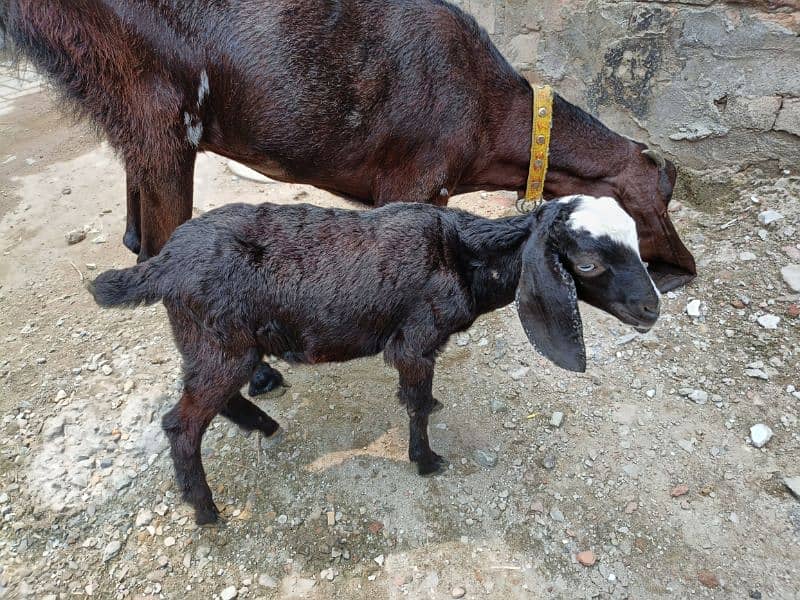 Betal / Goat / Bakri / Tedi / Goat pair / bakry / for sale 2