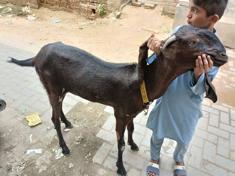 Betal / Goat / Bakri / Tedi / Goat pair / bakry / for sale 3