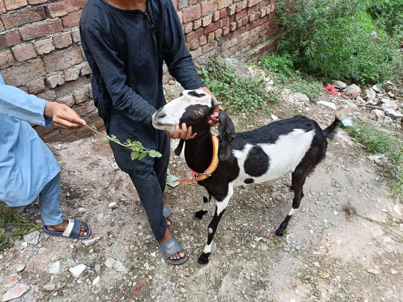 Betal / Goat / Bakri / Tedi / Goat pair / bakry / for sale 5