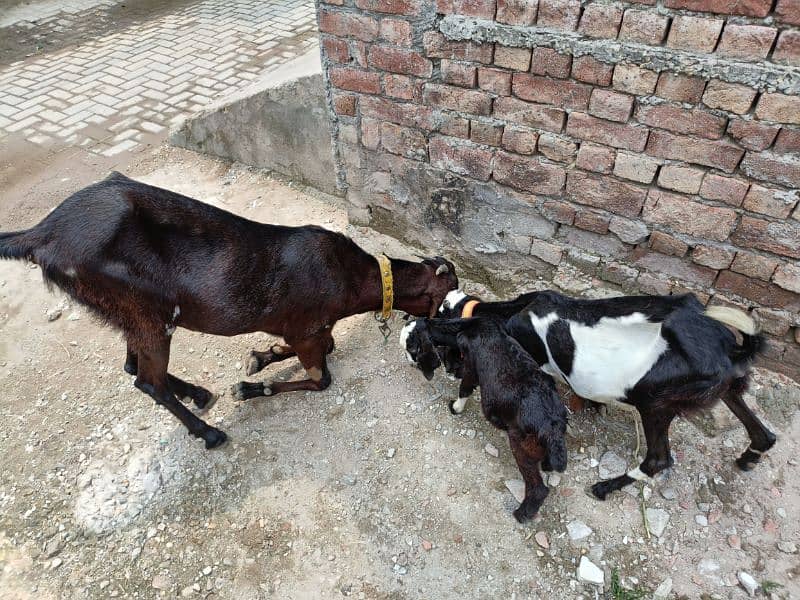 Betal / Goat / Bakri / Tedi / Goat pair / bakry / for sale 8