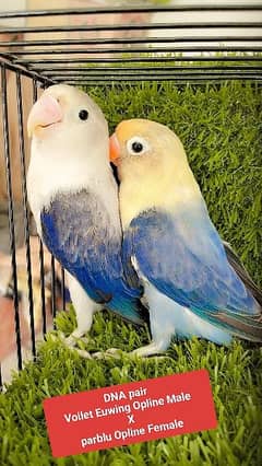 love Birds Voilet Op x Parblu Op|Green Op/blue|Voilet Euw Op|Voilet Op