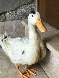 5Month (Male Duck) Daisi Batkha/ Daisi Duck Confirmed mating in Winter