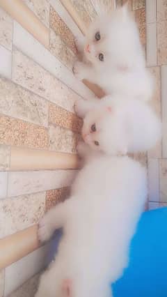 3 Persian Kitten 12k each