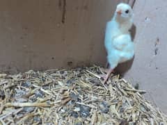 hera Qandhari chick,Qandhari chicks and pakistani aseel  chicks
