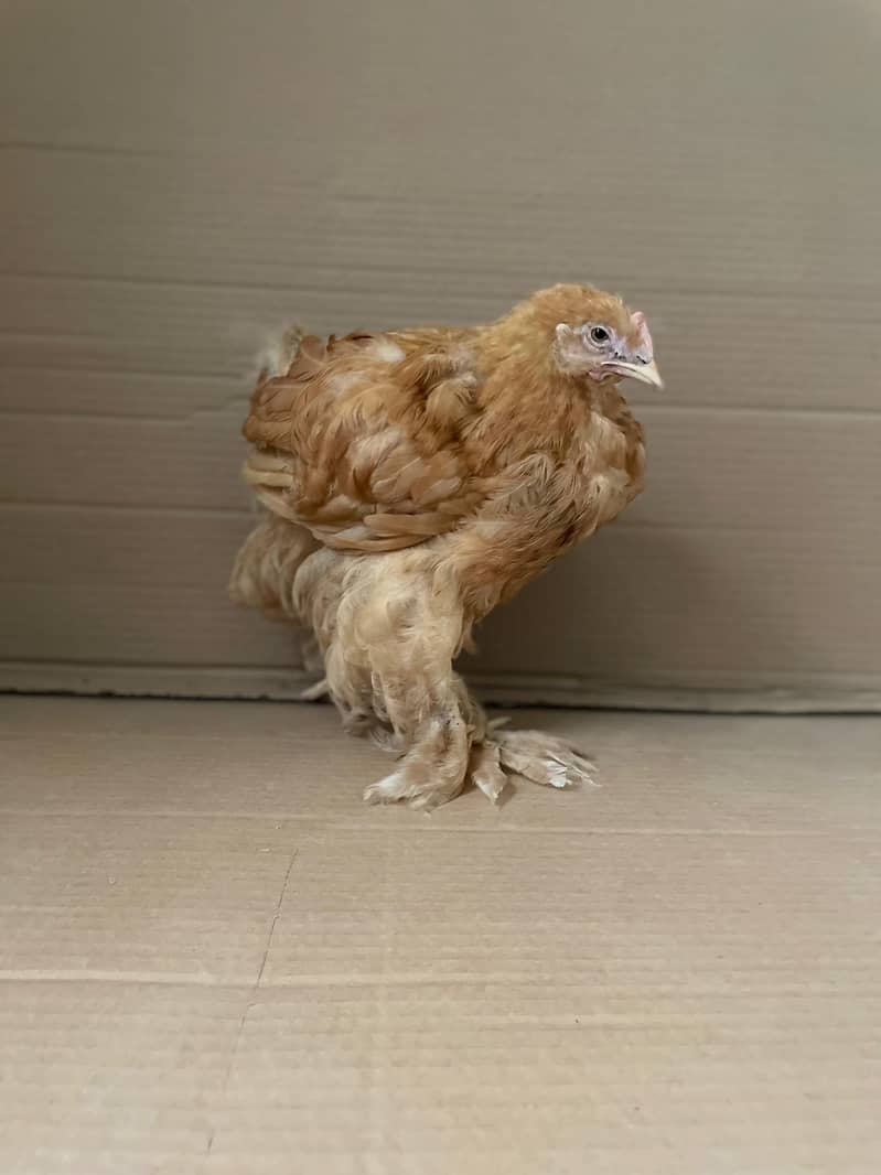 Golden Buff | Black Buff | Fancy Breed | Pure Silky Breed For Sale 1