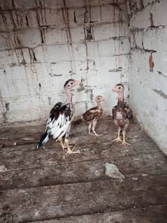 high qwalti aseel chiks for sale