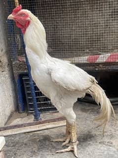 breeder hen . paper white