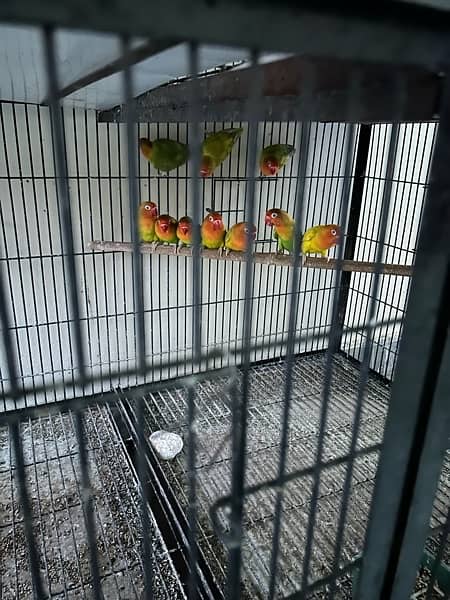 cage and love birds sale 3