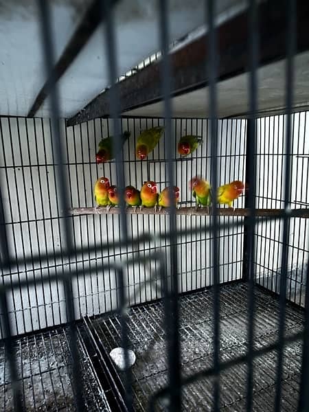 cage and love birds sale 4