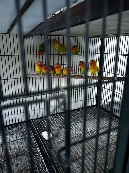 cage and love birds sale 5