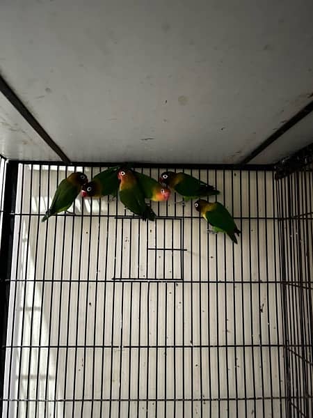 cage and love birds sale 6