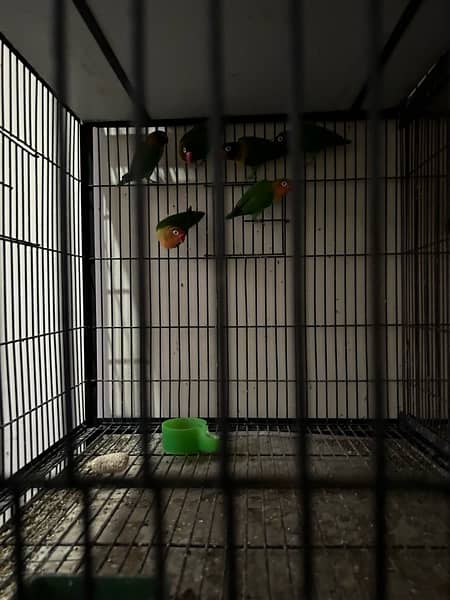 cage and love birds sale 7