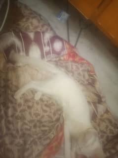 persian cat for sale 0