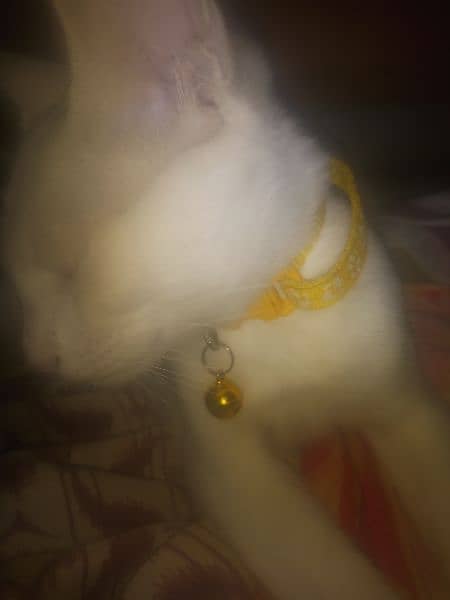 persian cat for sale 2