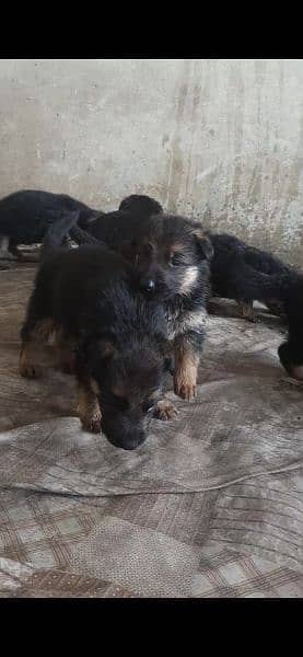 German Sheffered dogs like a gift rate 2