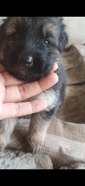 German Sheffered dogs like a gift rate 3