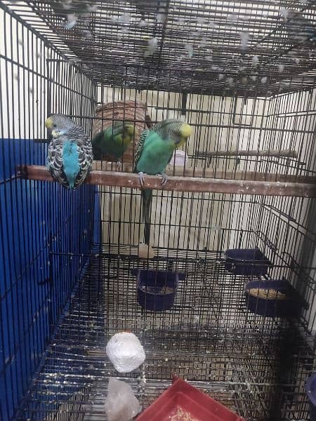 Breeder Pair Budgie Parrots 1