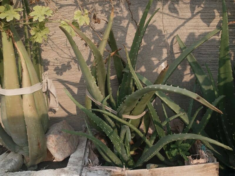 Aloe vera plants for sale. 
Available each pot is 800 8