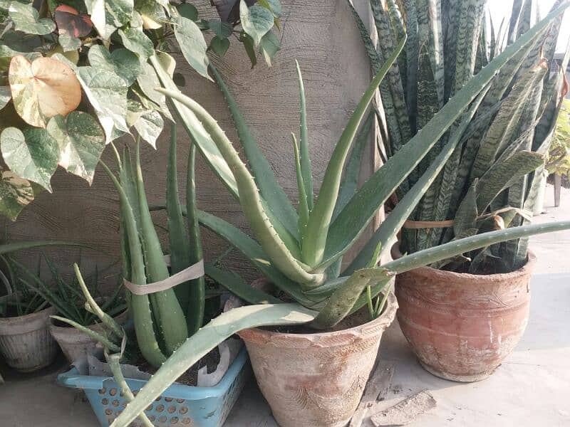 Aloe vera plants for sale. 
Available each pot is 800 10