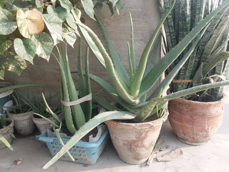 Aloe vera plants for sale. 
Available each pot is 800 11